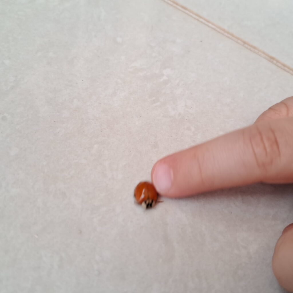 Criança observando uma joaninha